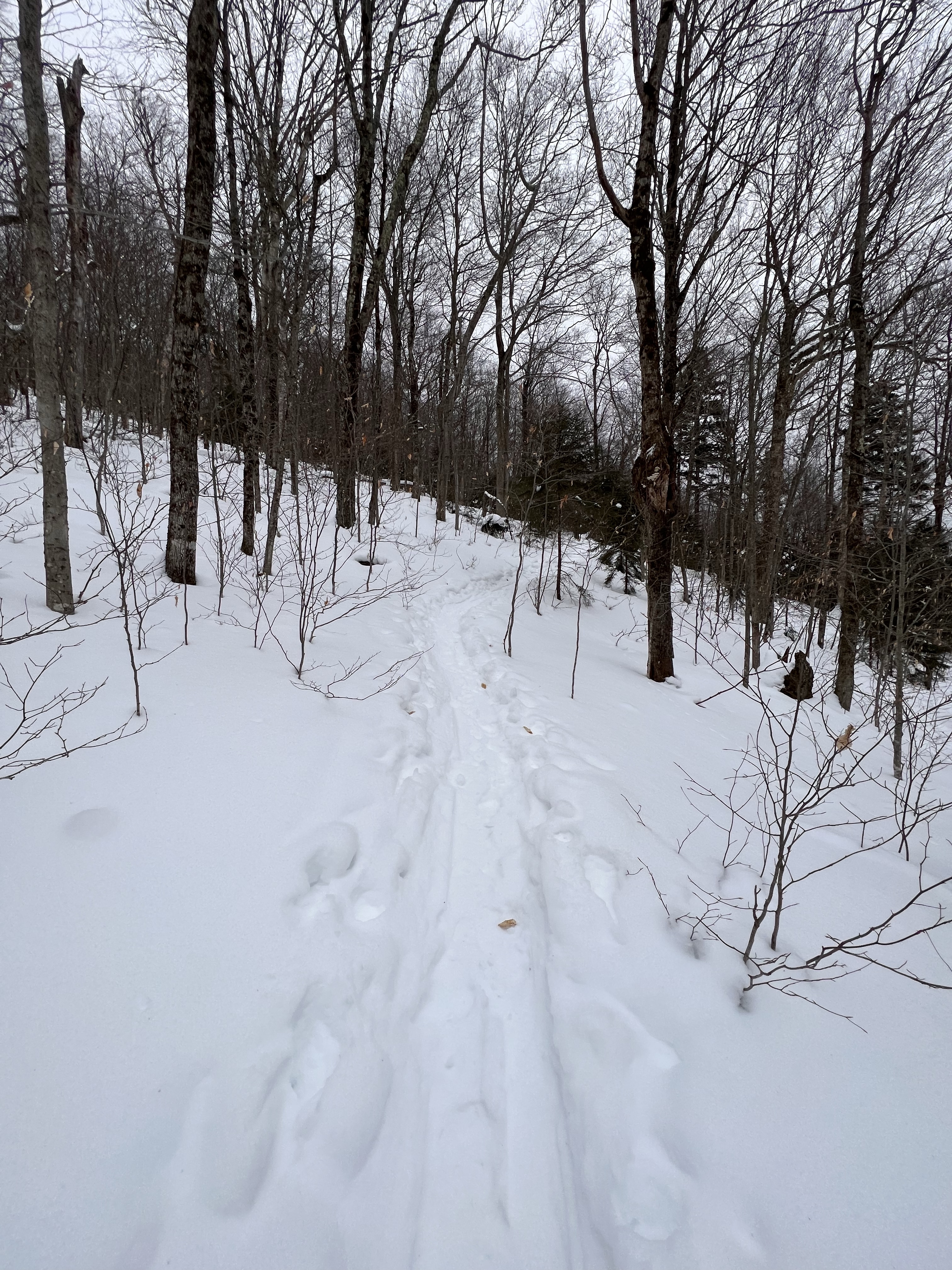 Battell Trail Mt Abraham