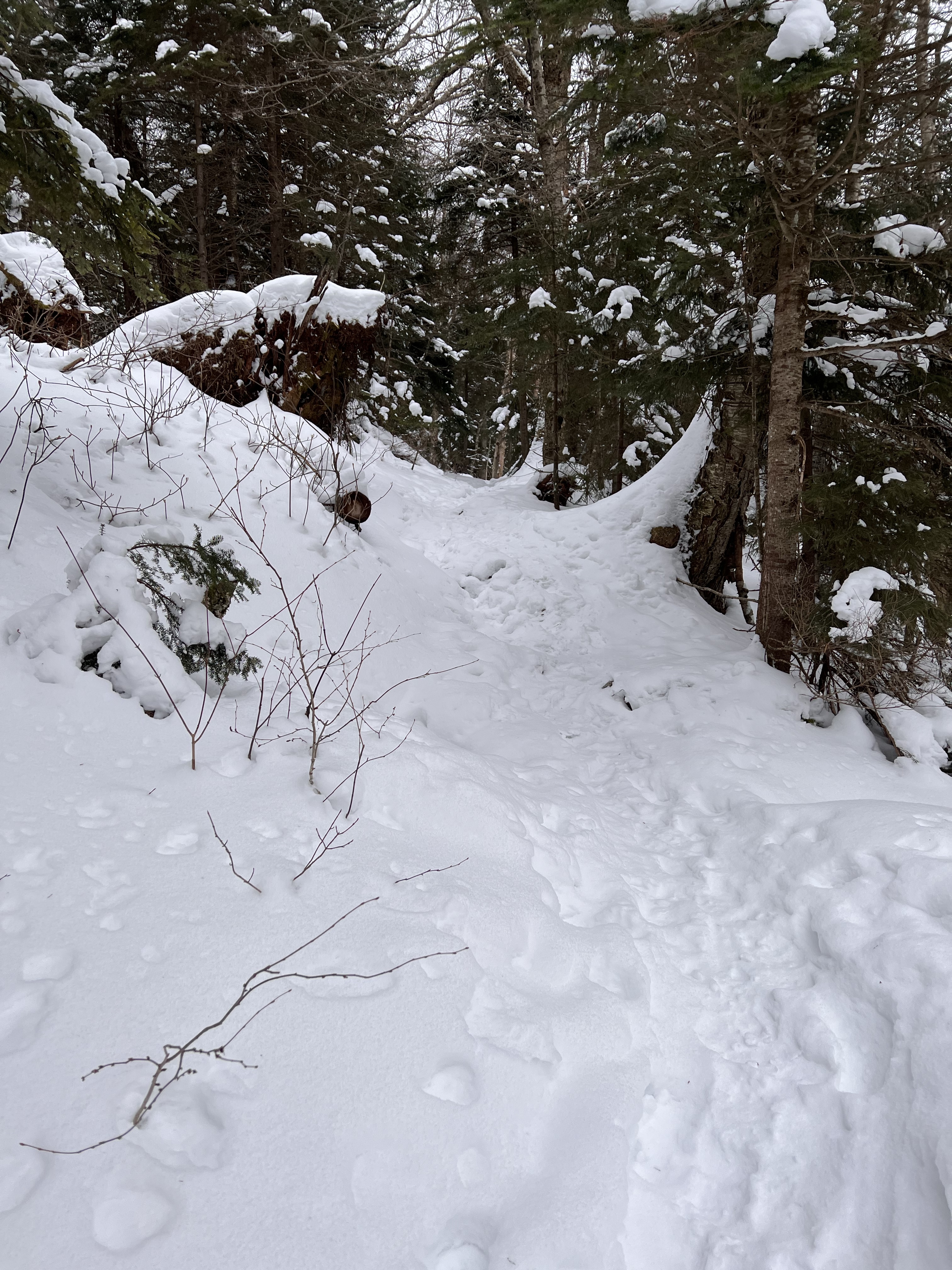 Battell Trail Mt Abraham