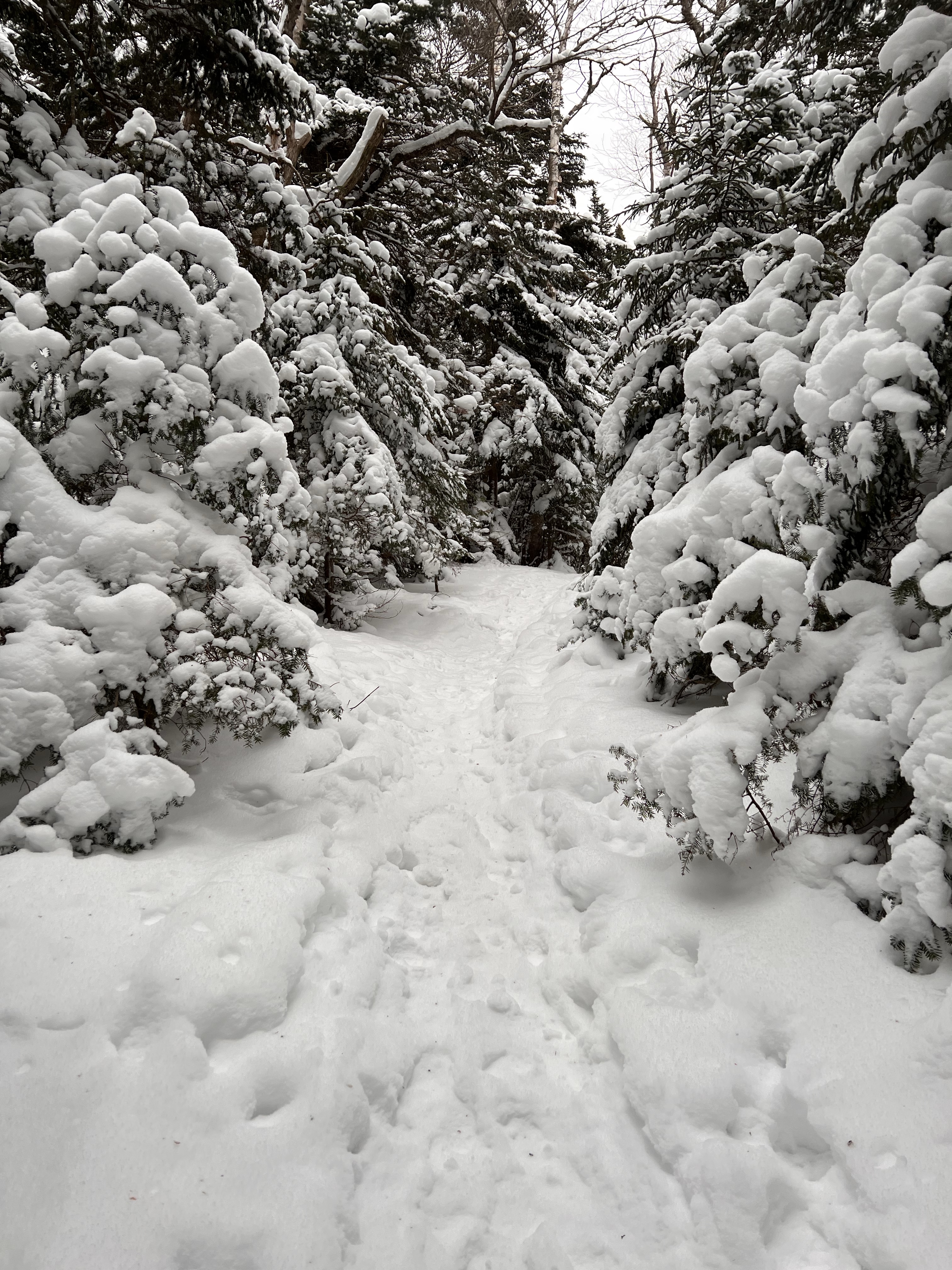 Battell Trail Mt Abraham