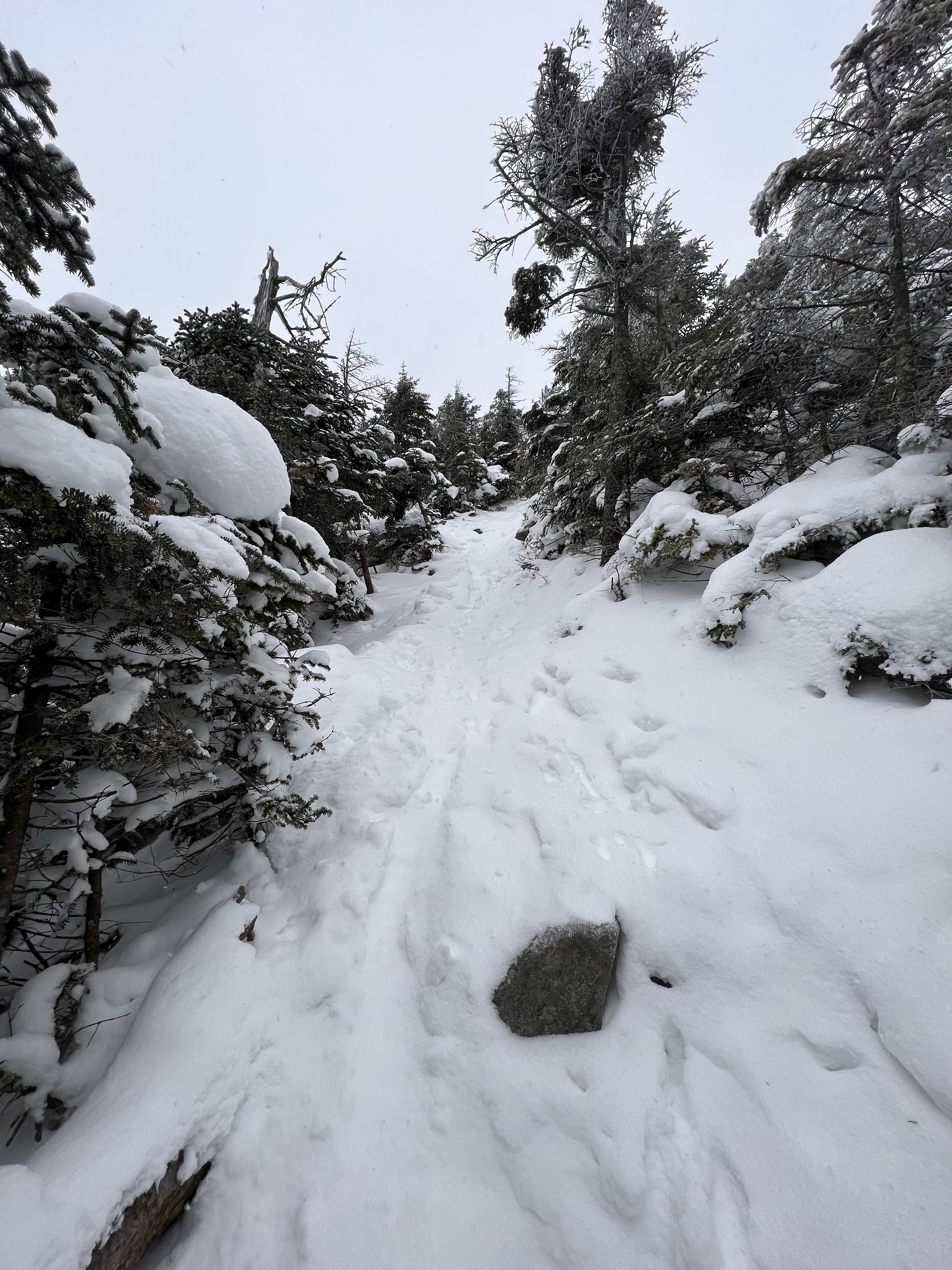 Battell Trail Mt Abraham