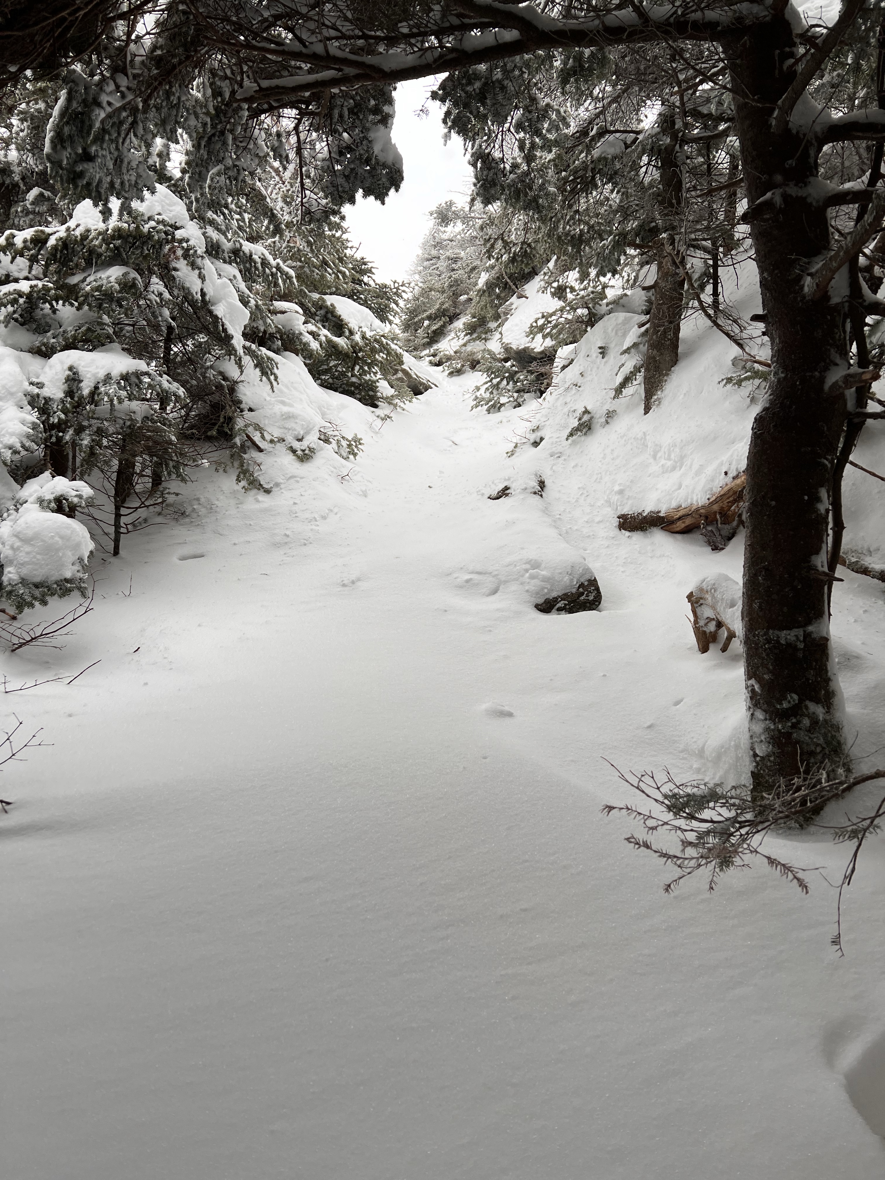 Long Trail Mt Abraham