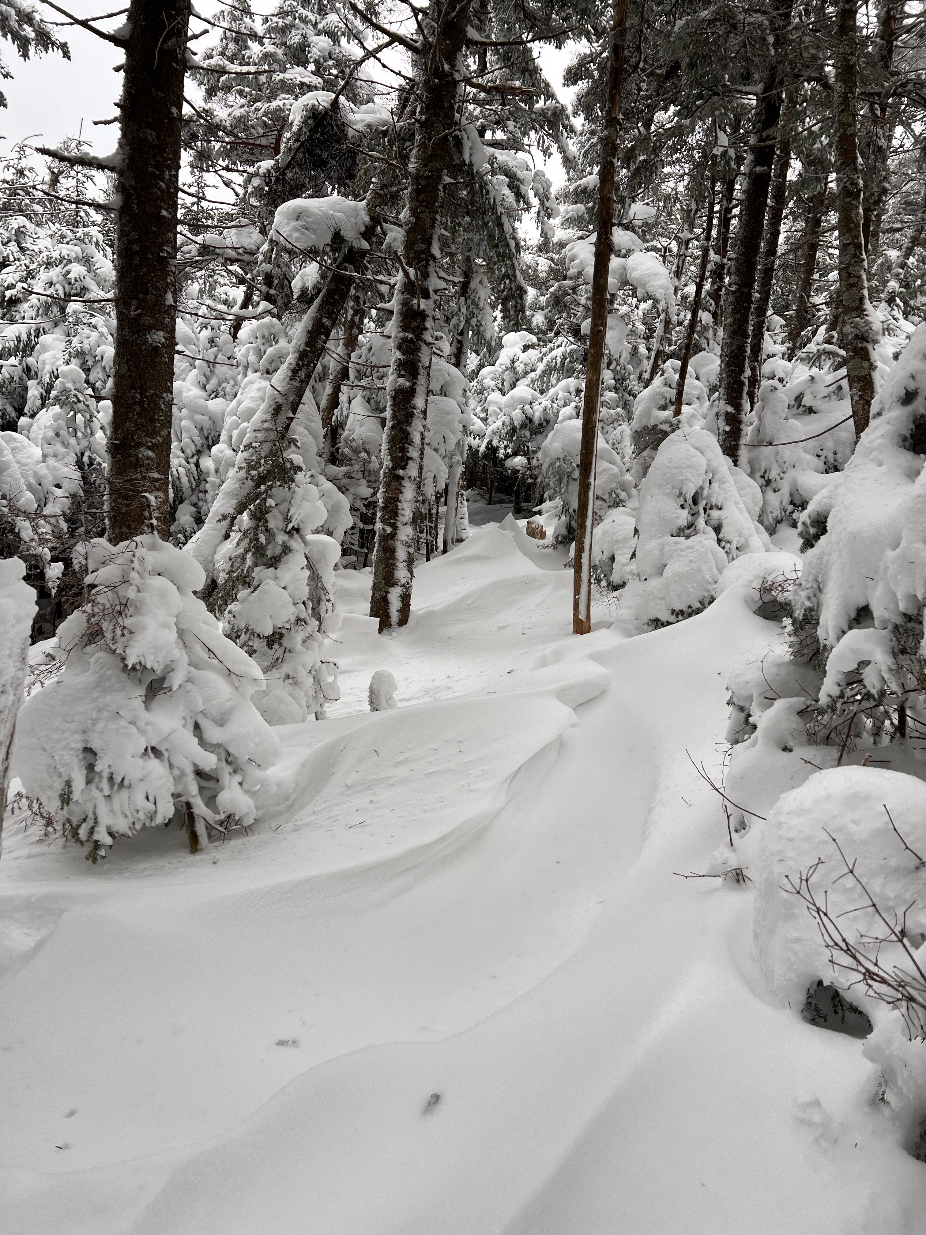 Long Trail Mt Abraham Mt Lincoln Ridge Drifts