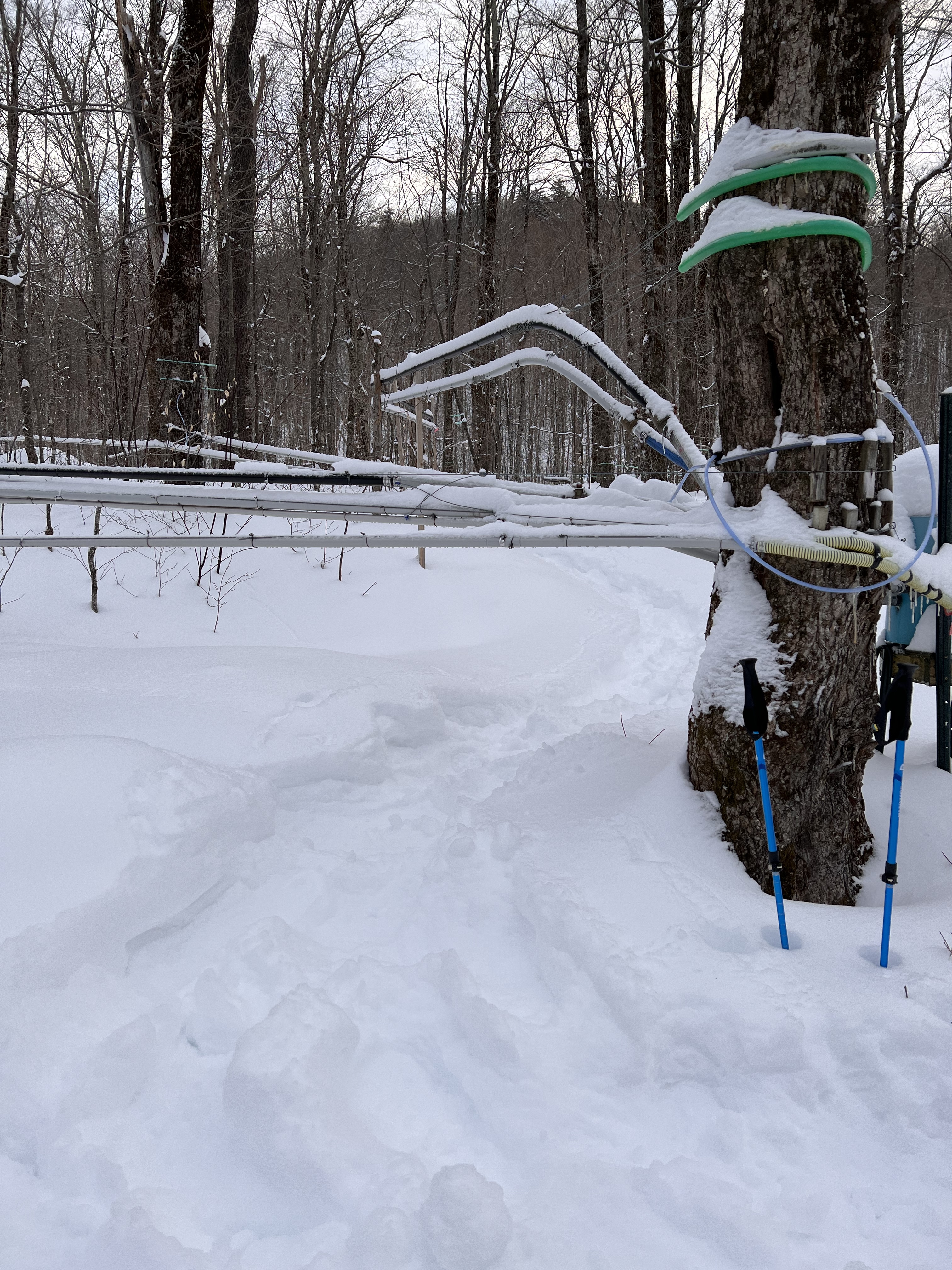 maple sap lines in the woods
