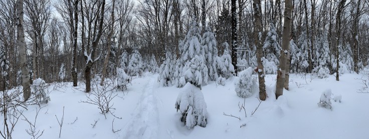 small panoramic of glade trees