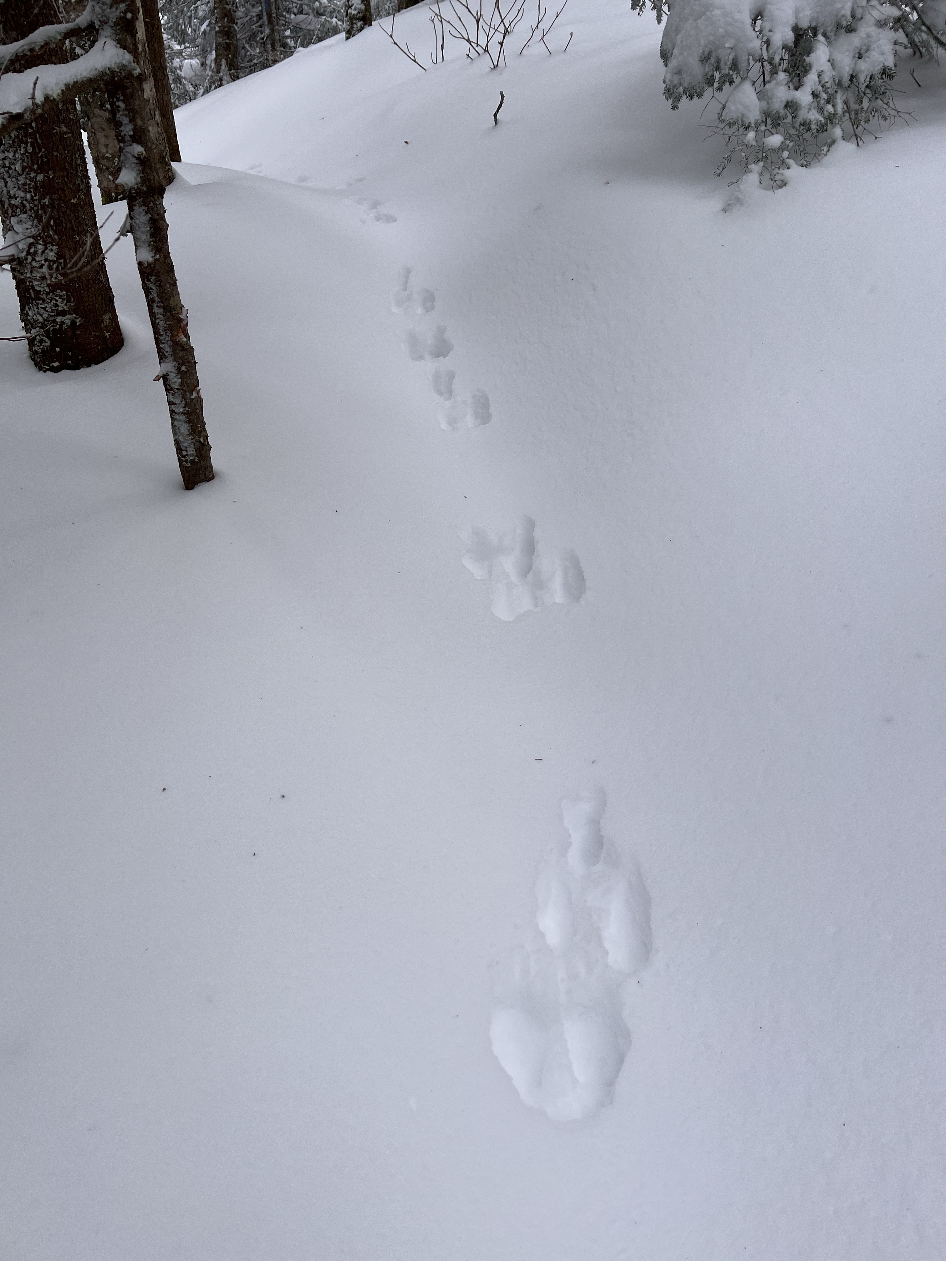 animal trail breaker