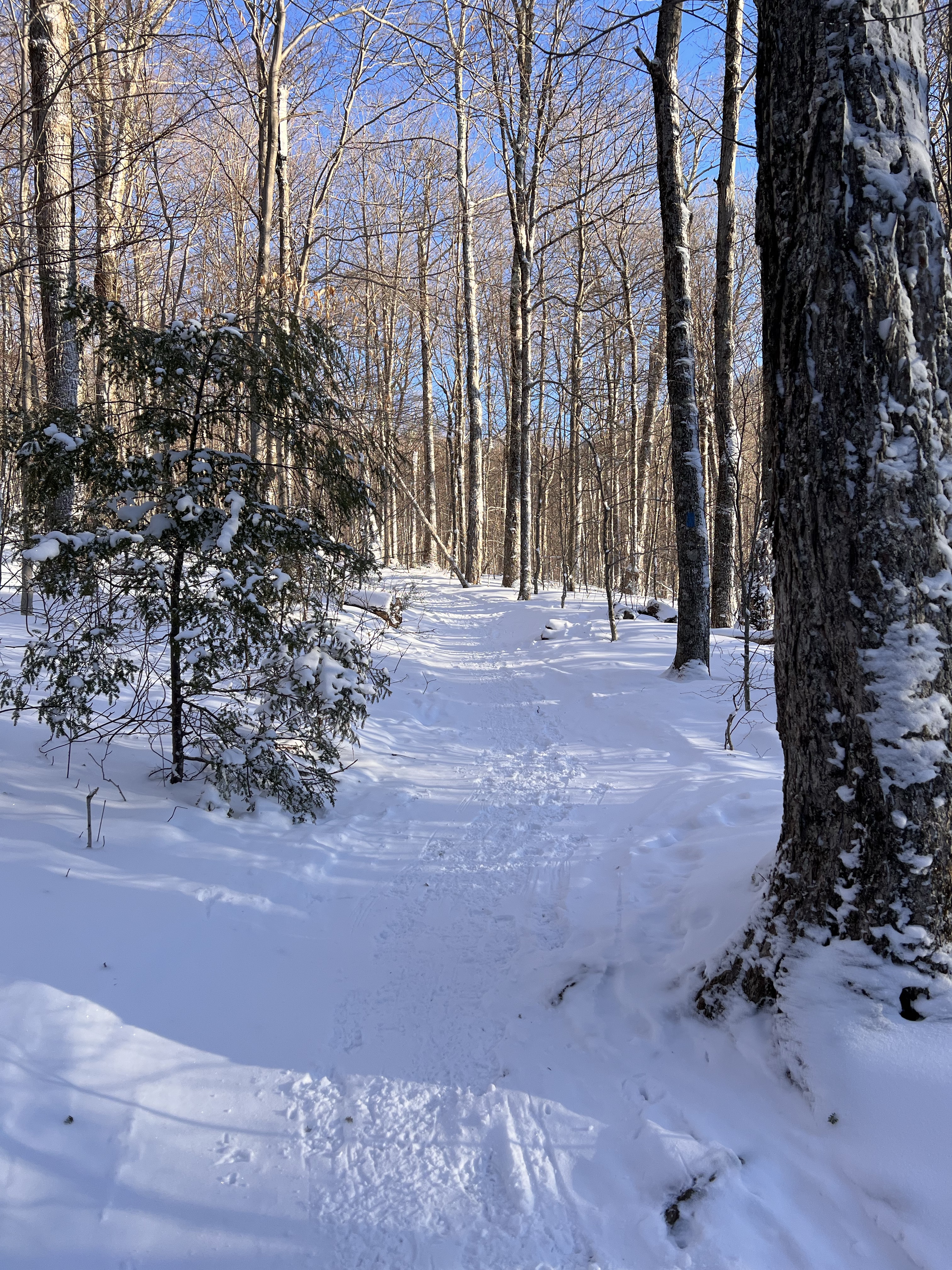 snowy trail