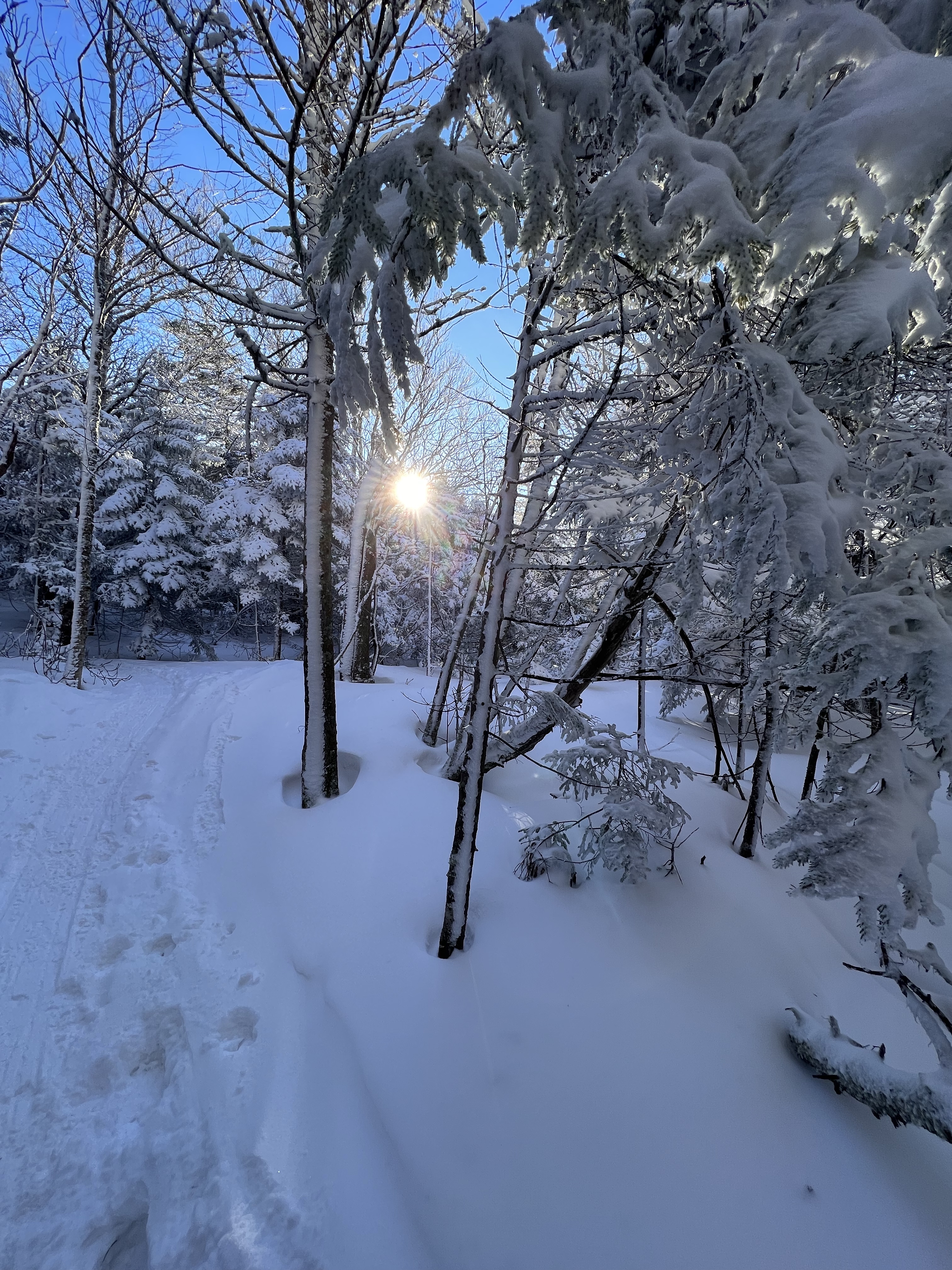 sun peeking through trees