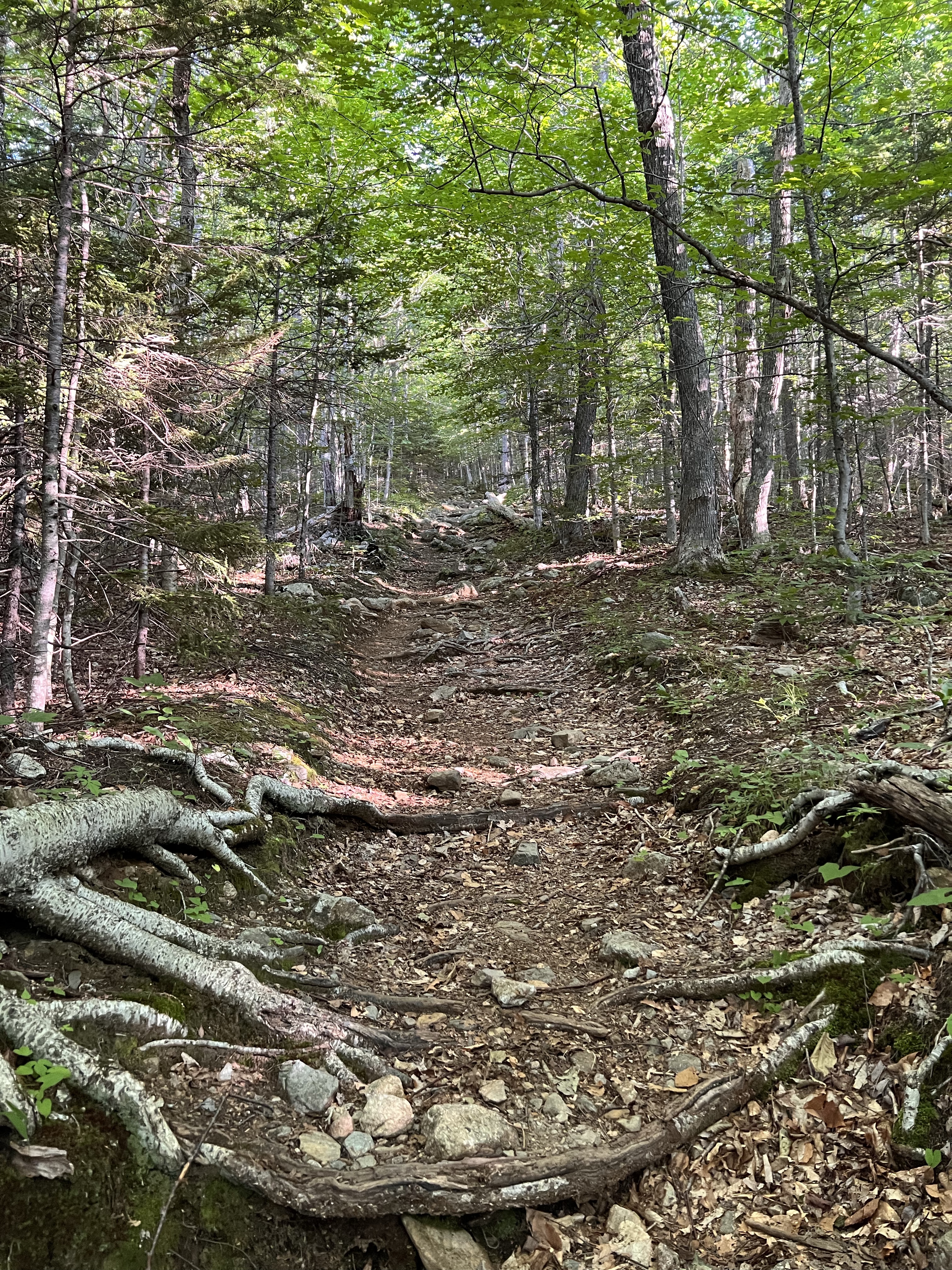 old jackson road trail