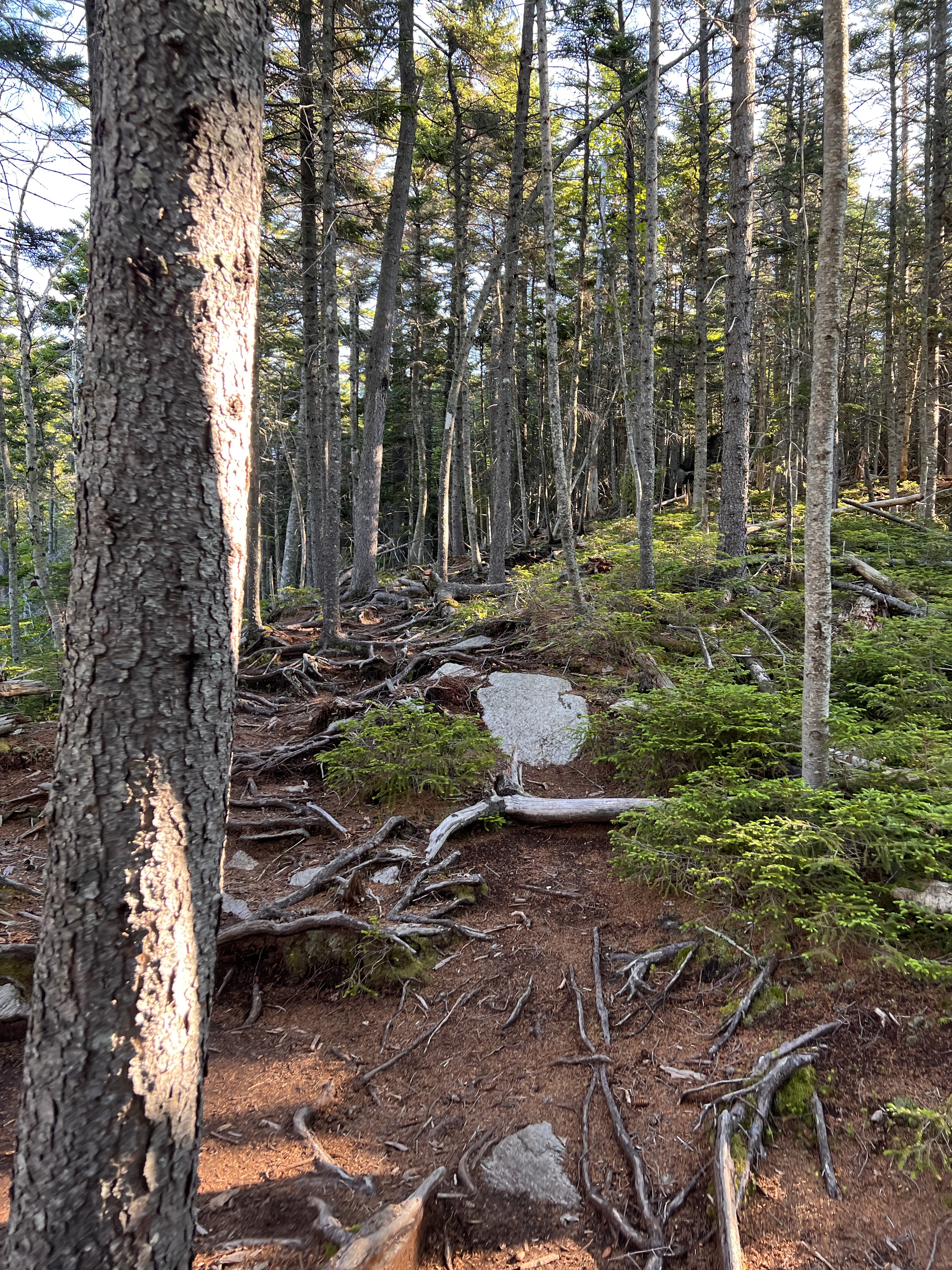 old jackson road trail